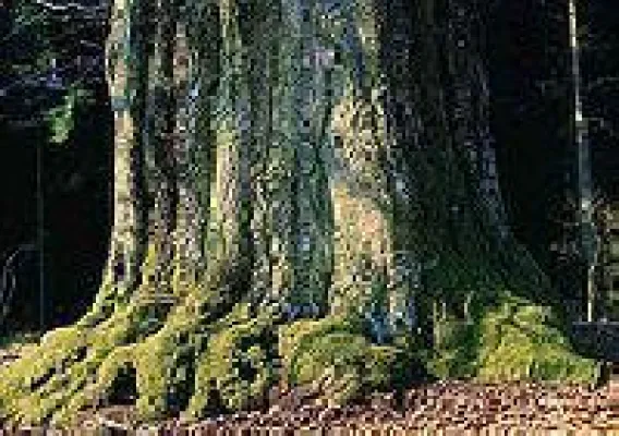 Bild: Landlust pur - Ökogeschenke BaumSparVertrag und GeschenkBaum