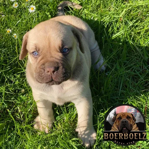 Bild: Einen guten Boerboels Züchter finden: gesunde Welpen – sanftes Wesen