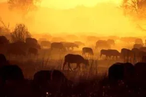 Botswana während der Nebensaison zu erschwinglichen Preisen erkunden Bild: Botswana während der Nebensaison zu erschwinglichen Preisen erkunden