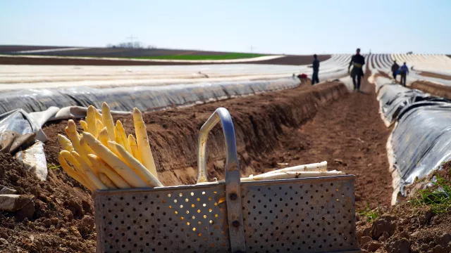 Bild: Mit Sti(e)l auf Eis gelegt: Kühlcontainer für die Spargelernte