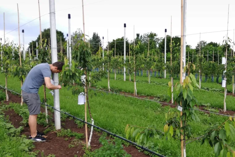 Monitoring von Mikroklima und Trockenstress im Obstbau Bild: Monitoring von Mikroklima und Trockenstress im Obstbau