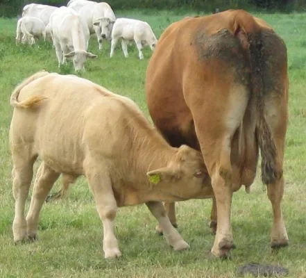 Bild: Weltmilchtag 2008 - Silch statt Milch