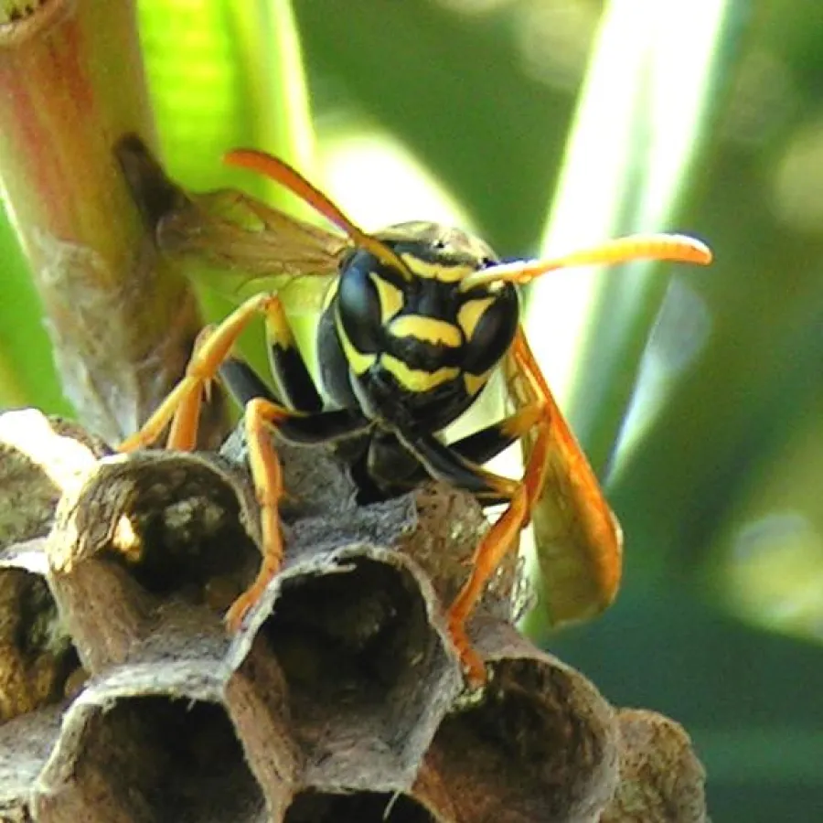 Wespen sind überaus nützliche und zumeist harmlose Insekten. Im Hochsommer stören sie manche Kaffeetafel im Freien, für Allergiker besteht bei Wespenstichen sogar Gefahr. Foto: Feldwespe am Nest (Thom