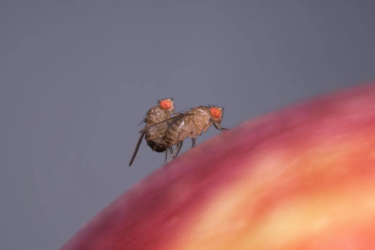 Mating Drosophila couple on an apple (Benjamin Fabian / Max Planck Institute for Chemical Ecology)