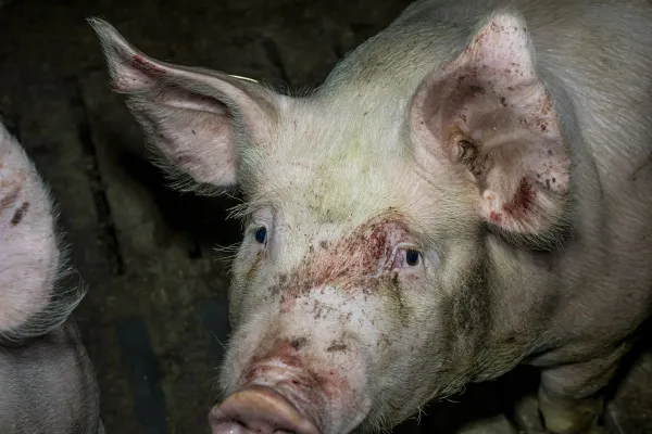 Bild: Kreis Steinfurt: Fast jede 2. Schweine-Kontrolle mit Missständen - ANINOVA fordert Konsequenzen