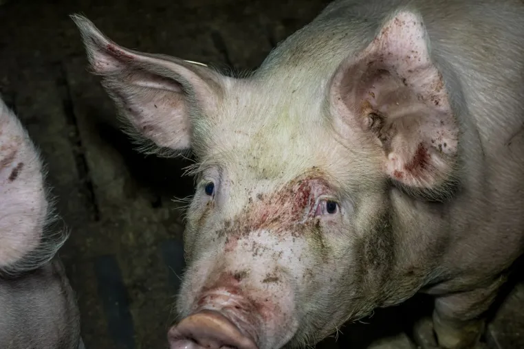 Kreis Steinfurt: Fast jede 2. Schweine-Kontrolle mit Missständen - ANINOVA fordert Konsequenzen Bild: Kreis Steinfurt: Fast jede 2. Schweine-Kontrolle mit Missständen - ANINOVA fordert Konsequenzen