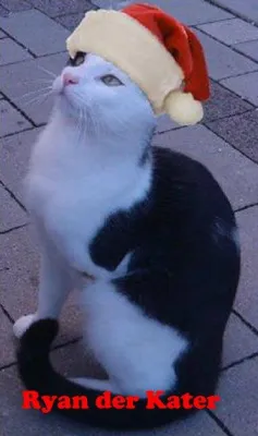Bild: Ryan der Kater bittet gute Menschen um ein Weihnachtswunder