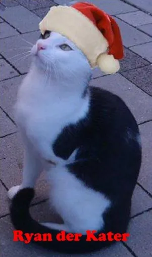 Bild: Ryan der Kater bittet gute Menschen um ein Weihnachtswunder