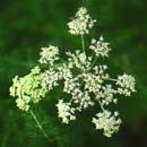 Bild: Gesundheitsurlaub im Oberpfälzer Wald