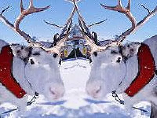 Bild: Britische Rentiere haben von Weihnachten die Schnauze voll