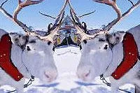 Bild: Britische Rentiere haben von Weihnachten die Schnauze voll