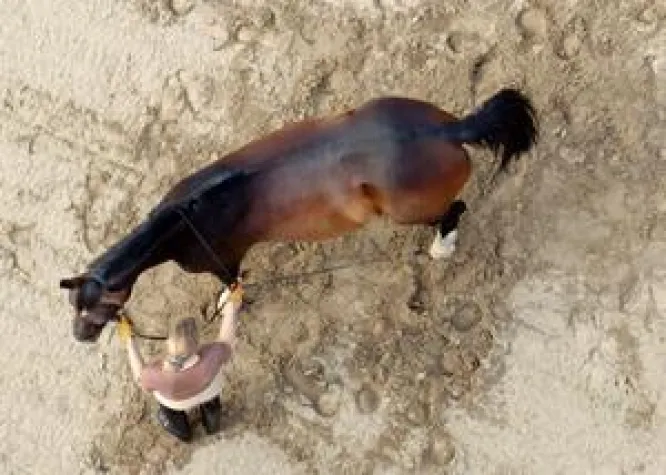 Bild: Die natürliche Schiefe des Pferdes