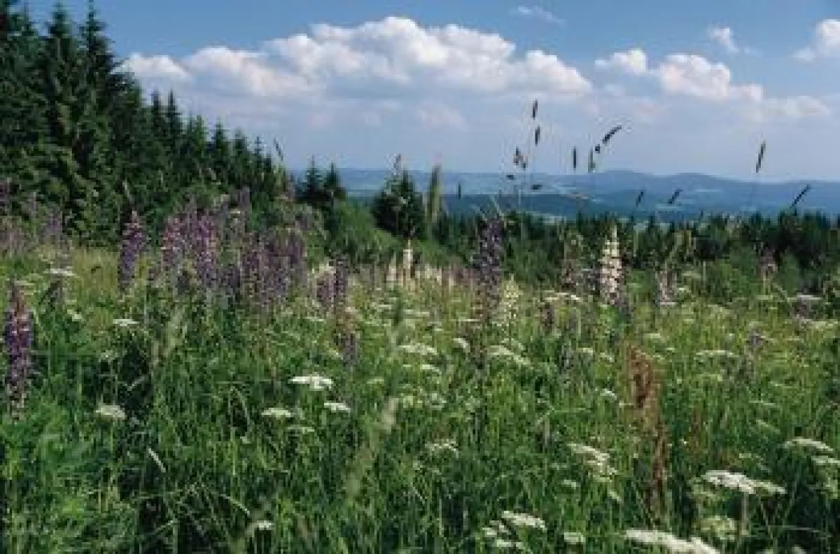 Urlaub in der Natur des Bayerischen Waldes