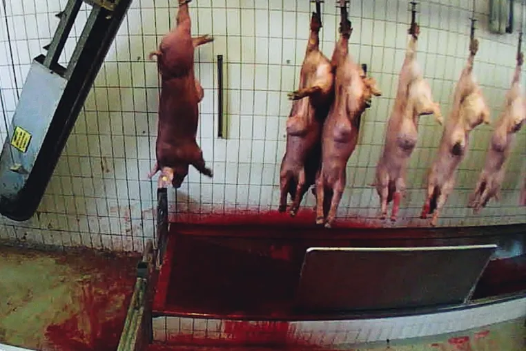 Geschlagen, getreten, fehlbetäubt: Tierquälerei und Gesetzesverstöße in Bio-Schlachthof bei Berlin aufgedeckt Bild: Geschlagen, getreten, fehlbetäubt: Tierquälerei und Gesetzesverstöße in Bio-Schlachthof bei Berlin aufgedeckt