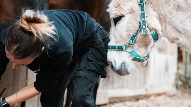 Bild: Wenn der Schmied geht: Warum Hufpflege-Alternativen so wichtig sind