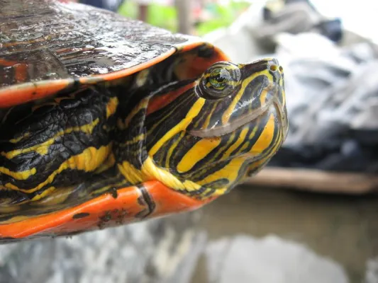 Bild: Gepanzerte Schönheit in Gefahr - Neu entdeckte kolumbianische Schildkröte benötigt Schutz