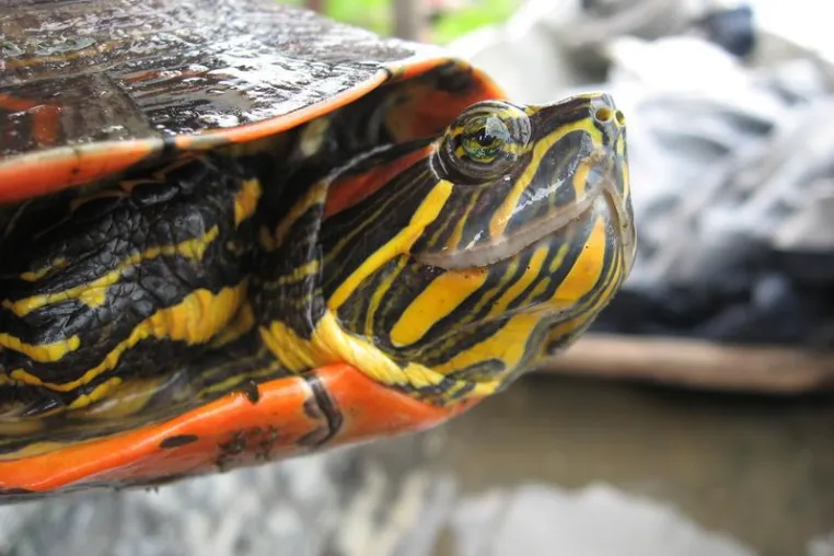 Bild: Gepanzerte Schönheit in Gefahr - Neu entdeckte kolumbianische Schildkröte benötigt Schutz