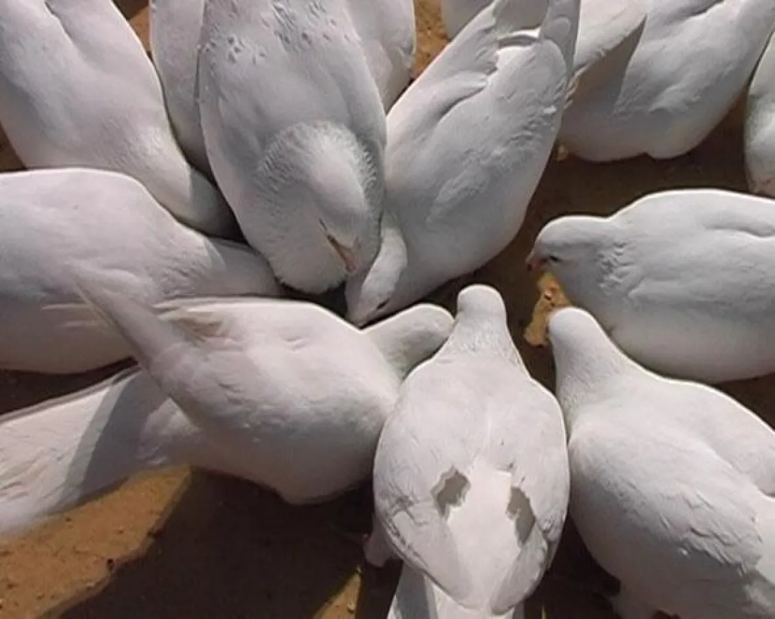 Daniel Cuberta. Kleine Herzattacken