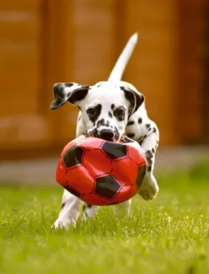 Neues Hundegesetz schreibt Haftpflicht und Chip vor Bild: Neues Hundegesetz schreibt Haftpflicht und Chip vor