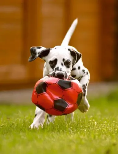Bild: Neues Hundegesetz schreibt Haftpflicht und Chip vor