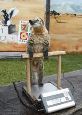 Bild: Tierisch erfolgreiches Jahr für den Erlebnis-Zoo Hannover