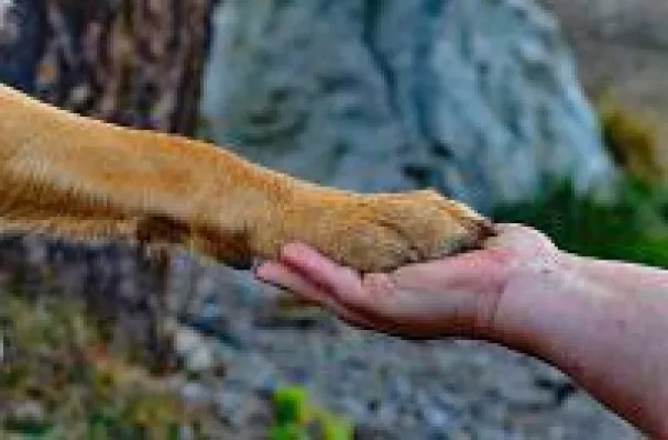 Bild: DOGGIEPACK aus Hessen: Faires Unternehmen für Hund und Mensch