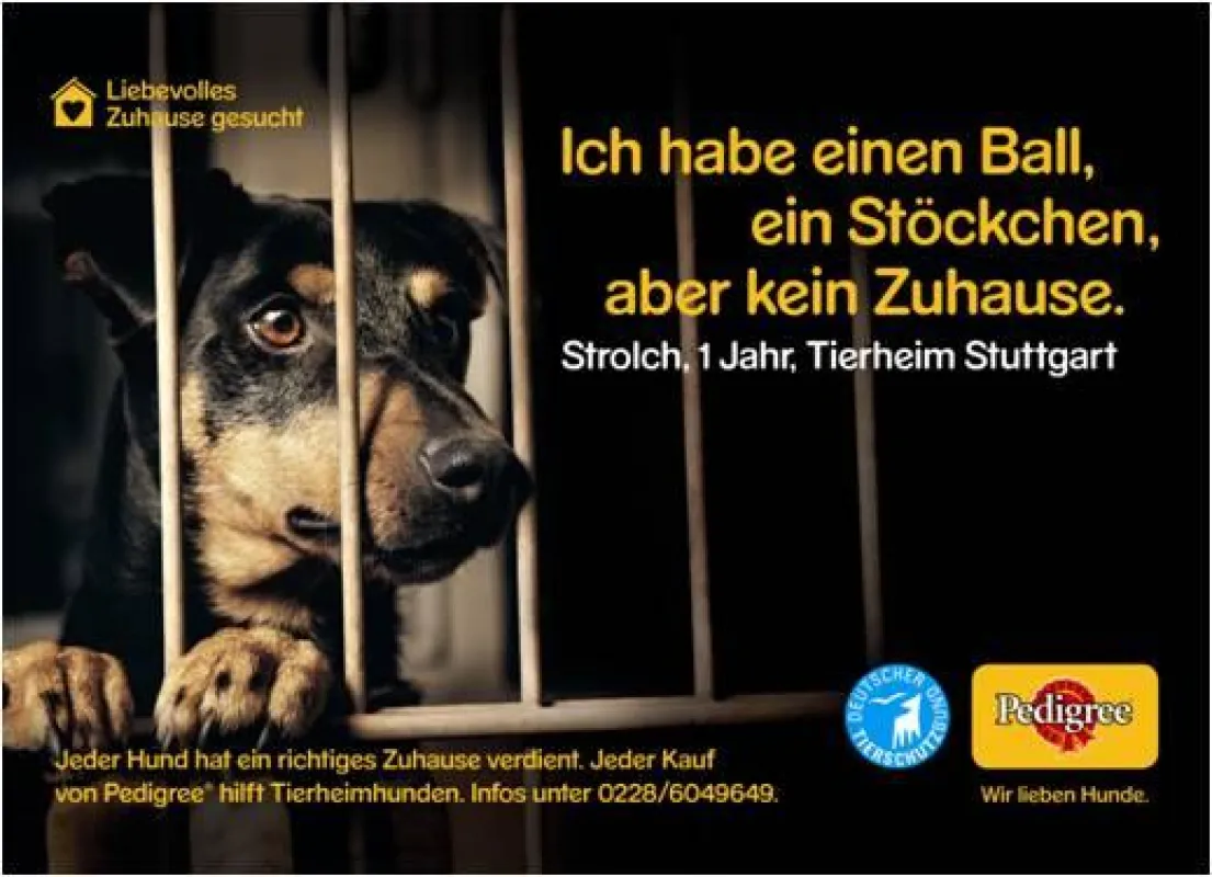 Im Zuge der Pedigree Vermittlungs-Initiative 