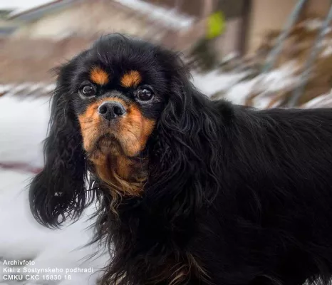Bild: Cavalier King Charles Spaniel – Erbkrankheiten sind kein Kavaliersdelikt