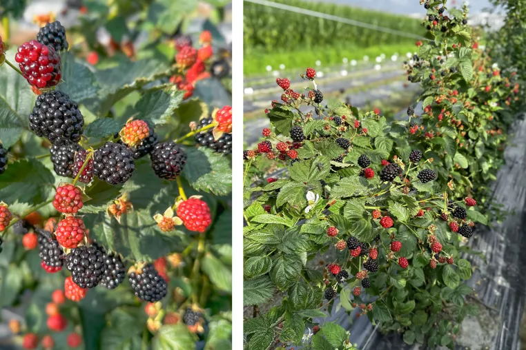 Bild: Gamechanger® in Black – Wie Lubera die Brombeerkultur neu erfindet