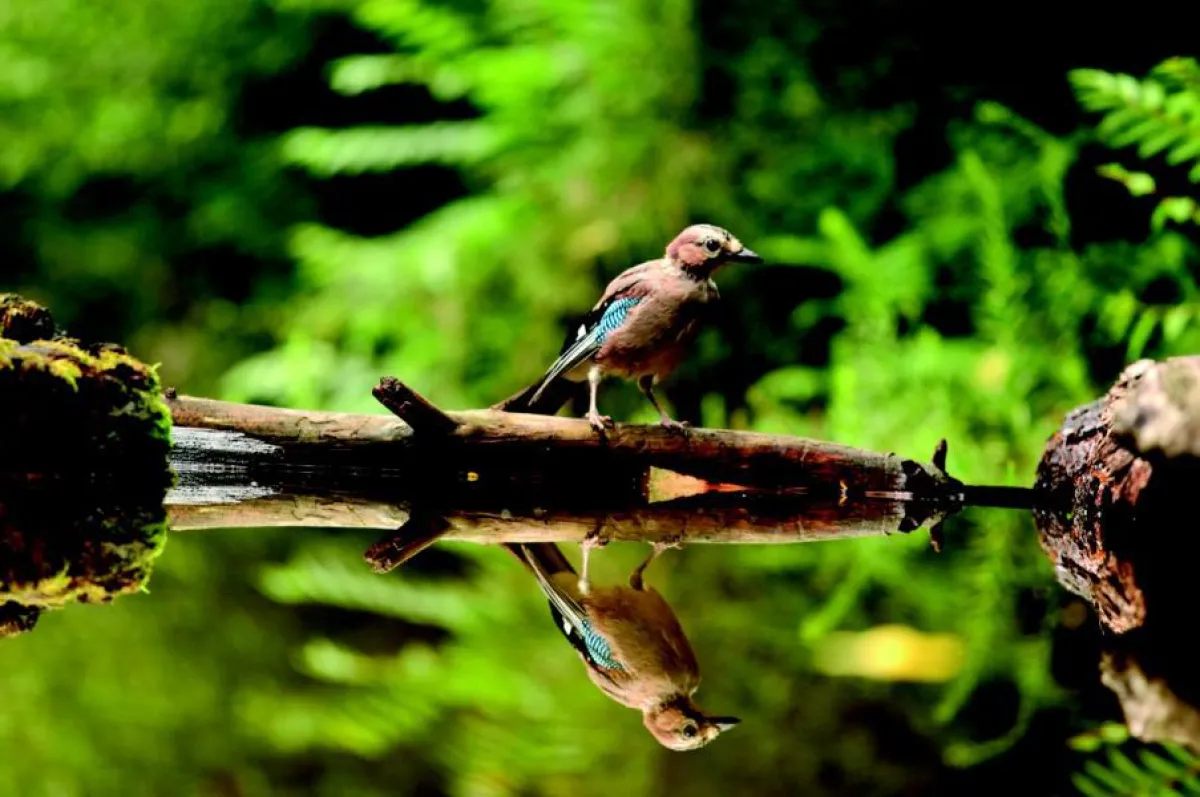 Besondere Einblicke in Flora und Fauna