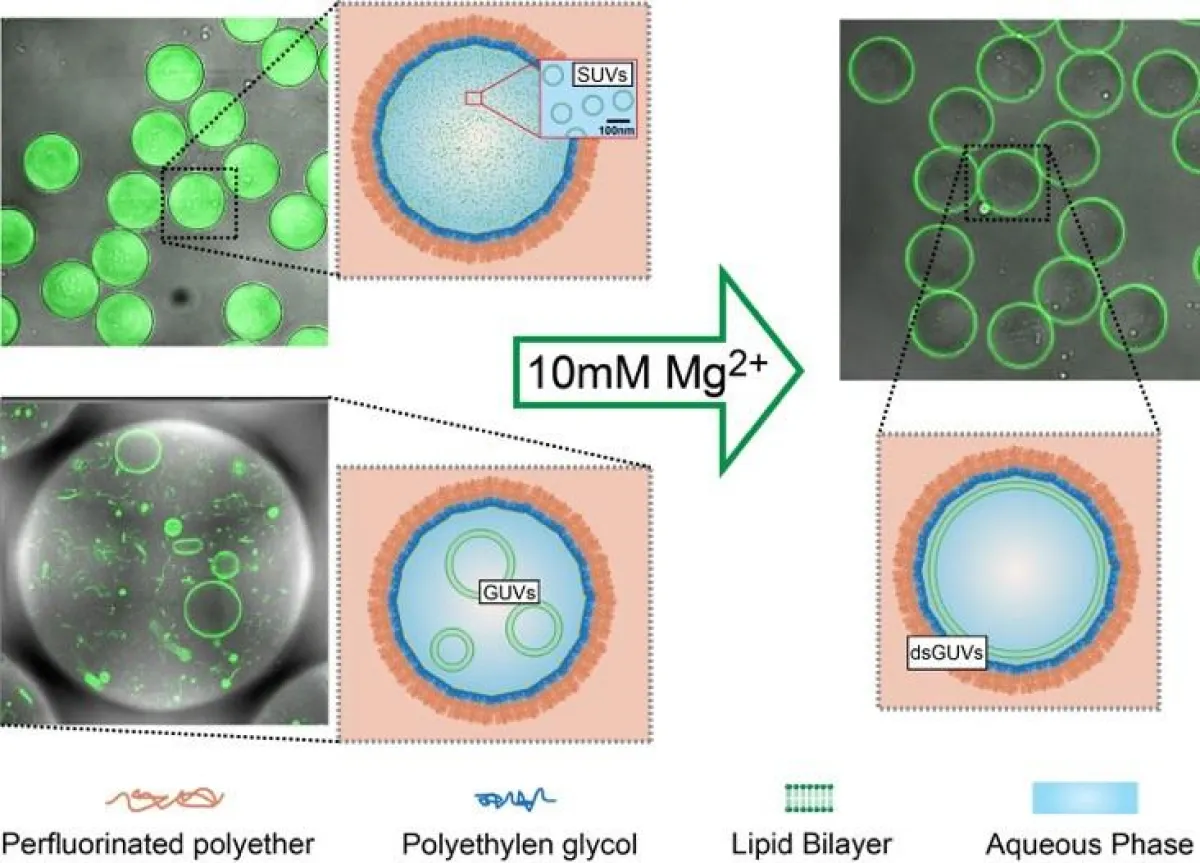 Winzige Lipidvesikel (links: SUVs, GUVs; grün) verschmelzen in einem Polymertröpfchen (orange, dunkelblau) an der Innenseite des Tröpfchens.  (Weiss et al, Nature Materials 2017)