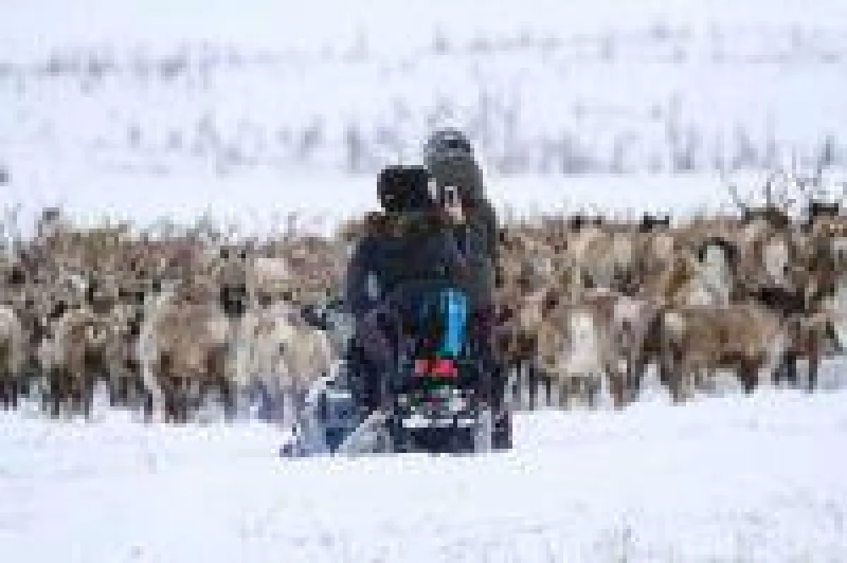 Canadian Arctic Reindeer Signature Package-NWT (Bildnachweis: Tundra North Tours)