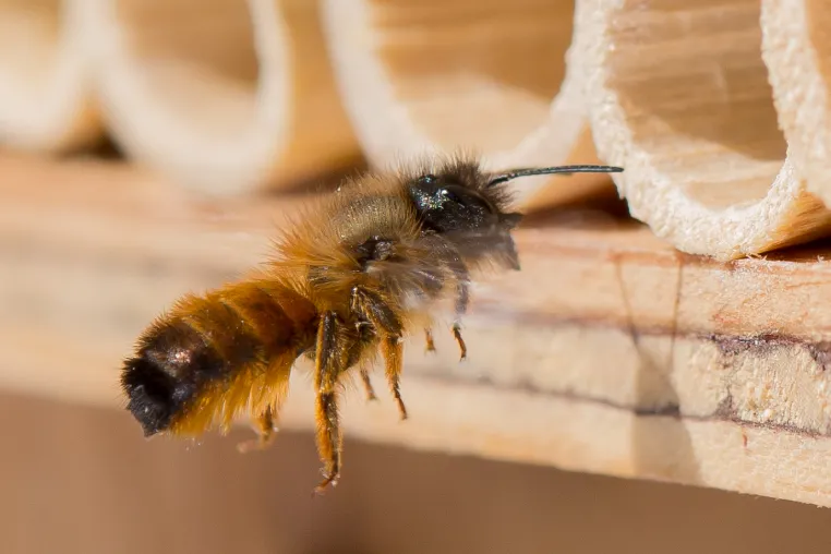 Haustiere unter dem Weihnachtsbaum? Diese Tiere dürfen Sie verschenken Bild: Haustiere unter dem Weihnachtsbaum? Diese Tiere dürfen Sie verschenken