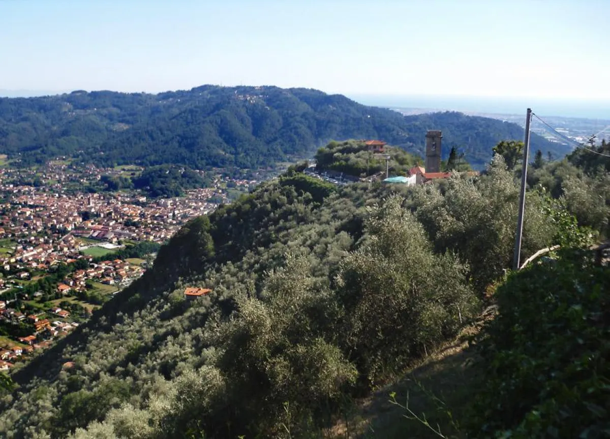 Der Ort Greppolungo, umgeben von Olivenhainen, liegt rund 300 m über Camaiore.