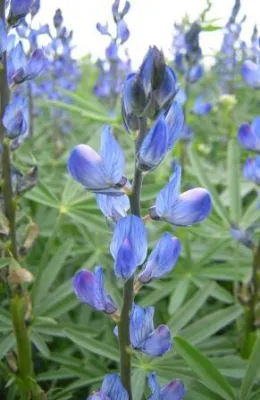 Bild: Lebensmittelzutaten aus der Blauen Süßlupine – Prolupin GmbH schließt zweite Finanzierungsrunde ab