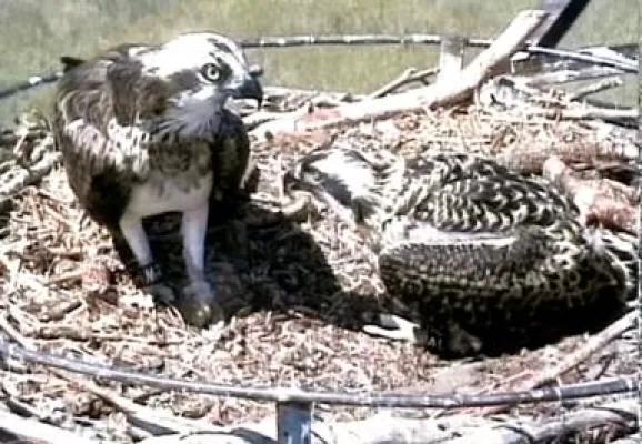Bild: Fischadler-Watching in der Dübener Heide - Romeo ist aus seinen Winterquartier zurück