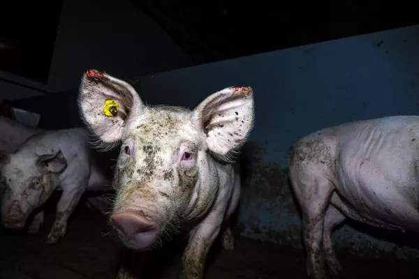 Bild: Schweine fressen sich gegenseitig an -Unhaltbare Zustände in einem Westfleisch-Zulieferbetrieb im Kreis Borken