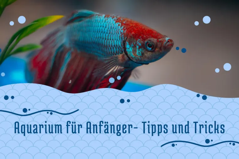 Aquarium für Anfänger: Tipps und Tricks Bild: Aquarium für Anfänger: Tipps und Tricks