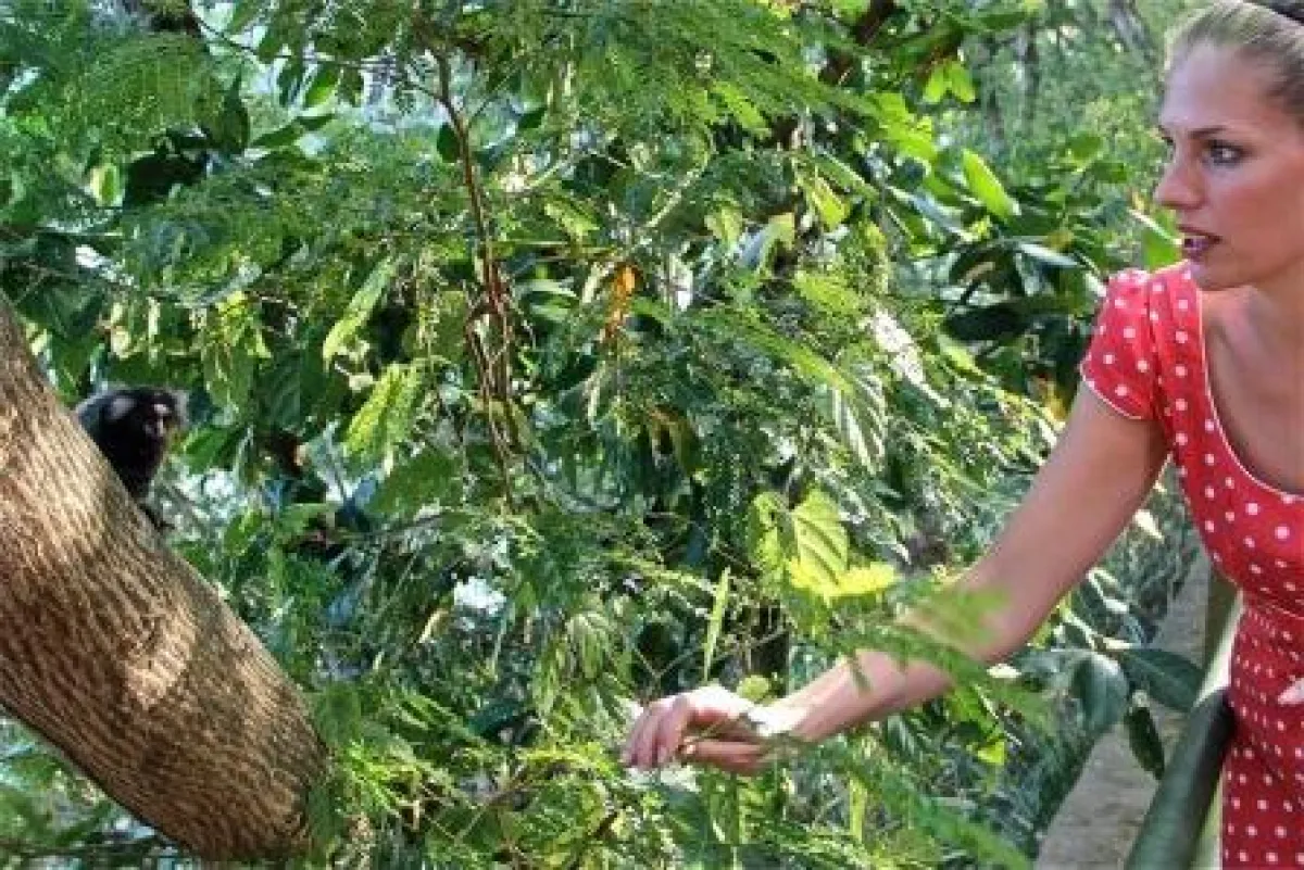 Einfach niedlich die kleinen Weißbüscheläffchen, die Martina Hirschmeier auf dem Zuckerhut antrifft.
