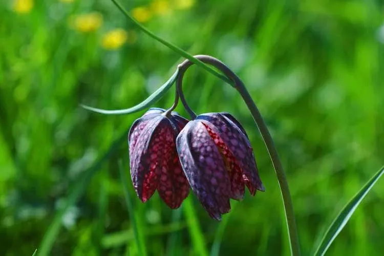 Bild: SCHACHBLUMEN IN VOLLER BLÜTE - Botanische Führung in der Wedeler Marsch