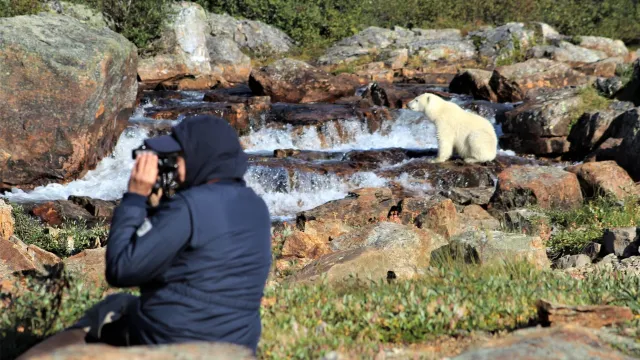 Bild: Fotosafari zu den Eisbären ab 18.000 € - warum es die beste Investition des Lebens ist!