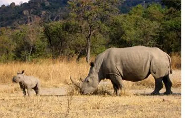 Bild: Nashorn in Aquila Naturreservat geboren