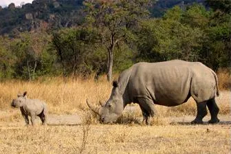 Nashorn in Aquila Naturreservat geboren Bild: Nashorn in Aquila Naturreservat geboren