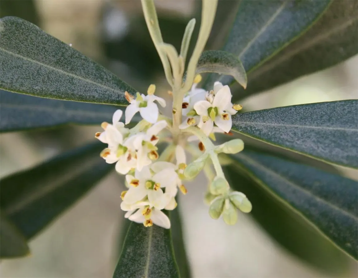 Olivenblüte auf dem Olivenhain der Familie Jordan auf Lesbos