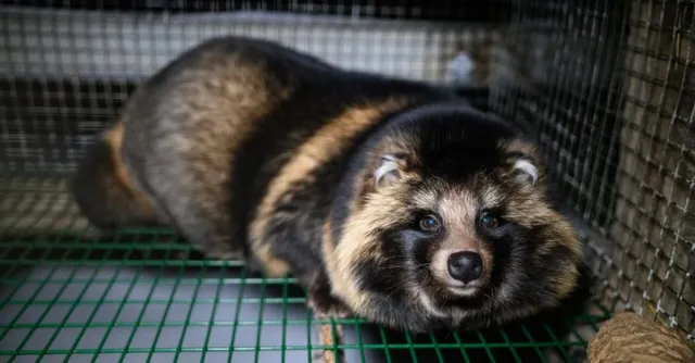 Bild: Pelzverbot in greifbarer Nähe: EU-Behörde bestätigt systematische Tierquälerei