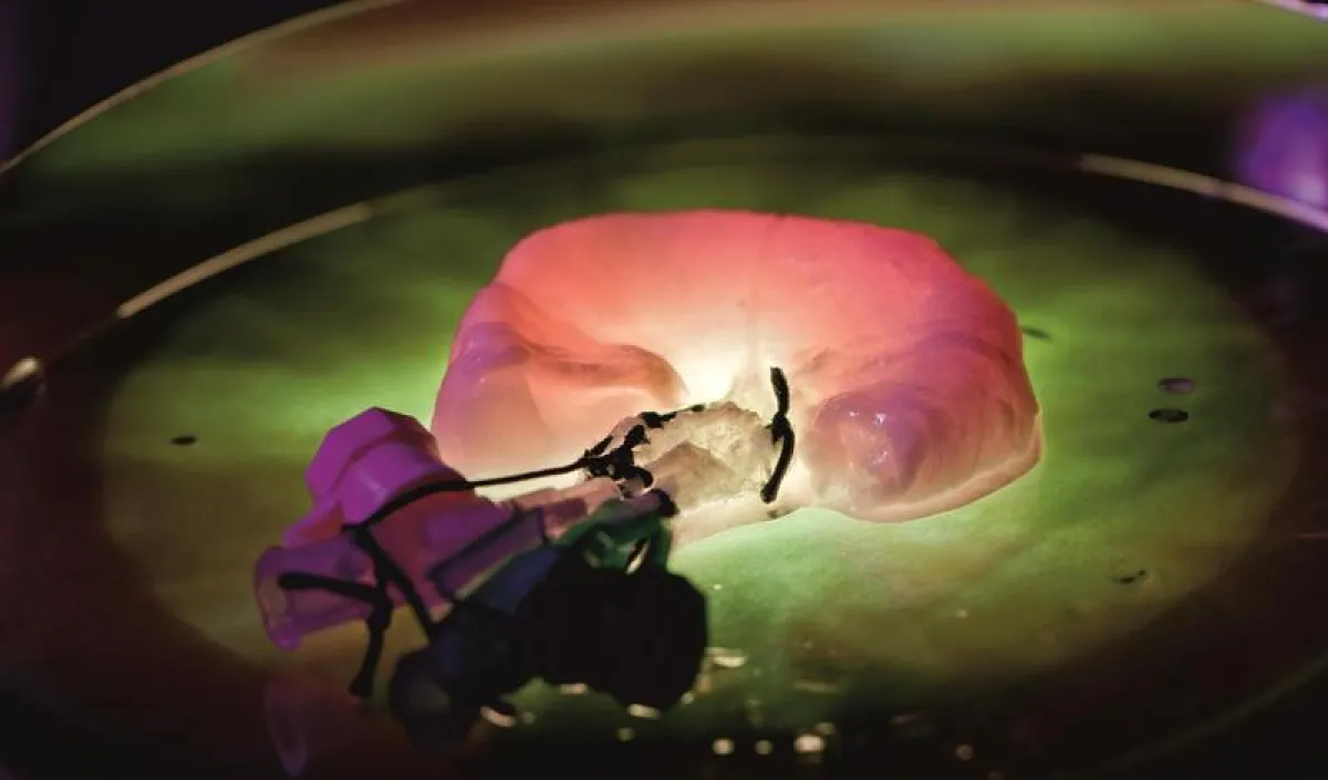 BioVaSc®: biological vascularized scaffold for tissue engineering applications. (© TLZ-RT, Fraunhofer ISC)