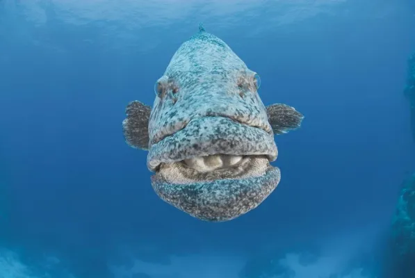 Bild: Geheimtipp zum Tauchen: Die Riffe der Rowley Shoals vor der nordwestaustralischen Küste