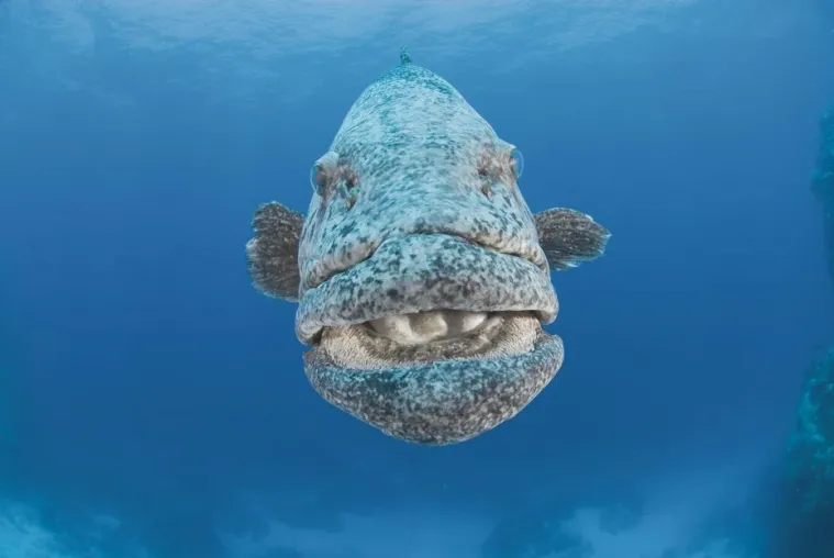 Bild: Geheimtipp zum Tauchen: Die Riffe der Rowley Shoals vor der nordwestaustralischen Küste