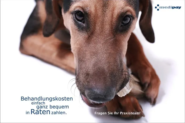 Bild: Neuer Ratenzahlungs-Service für Tierarzt-Rechnungen
