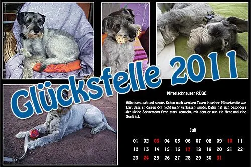 Bild: Glücksfelle 2011 - Der erste Kalender der RiesenSchnauzerNothilfe ist da